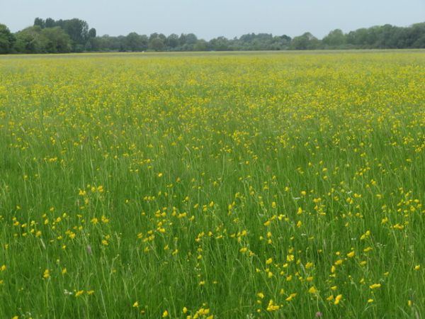 A beautiful view across a flower strewn meadow 